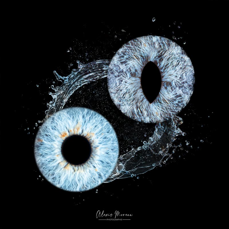 Photo d'iris humain et chat