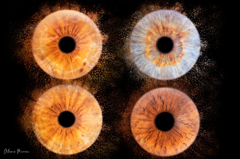 Photo d'iris en famille